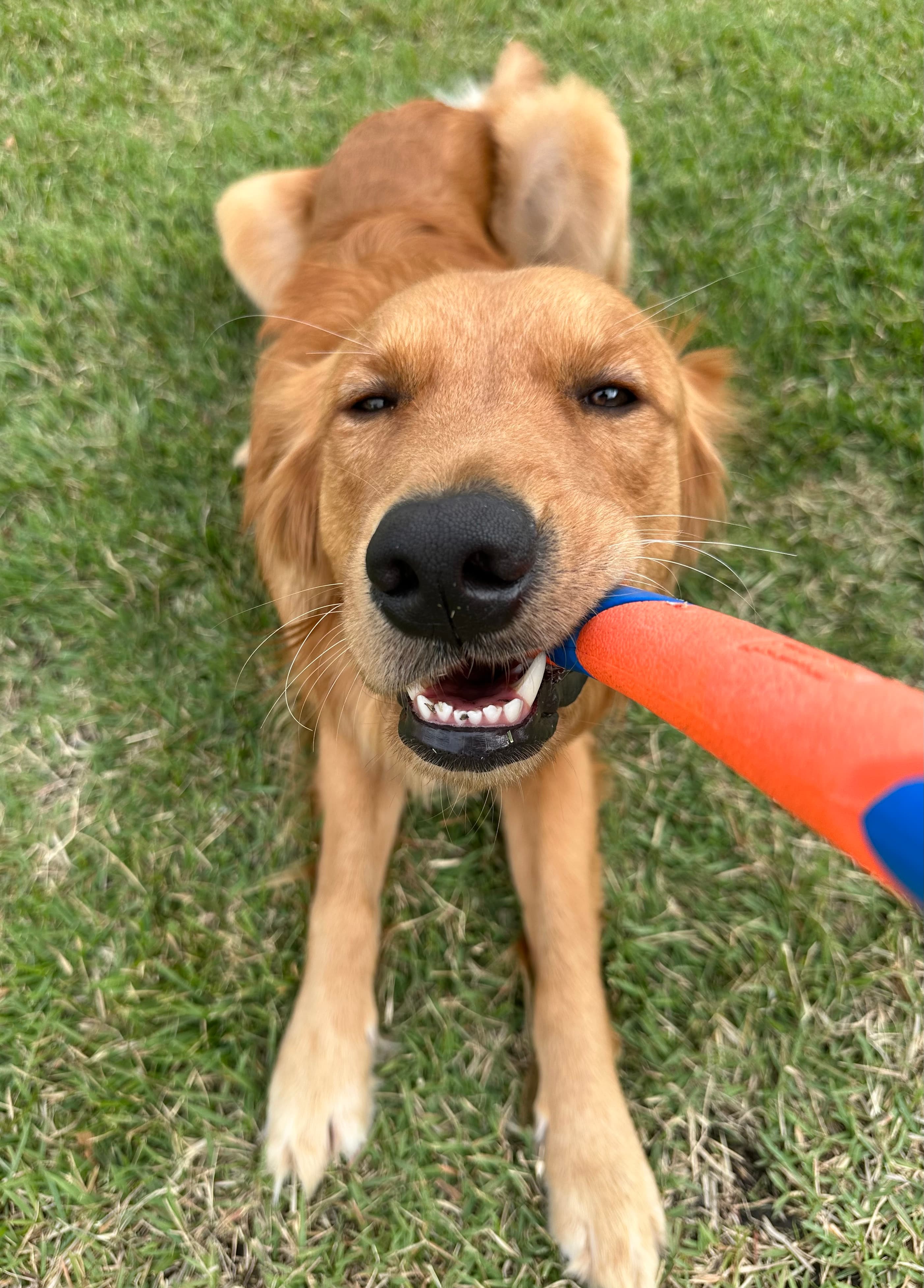 Golden retriever playing tug