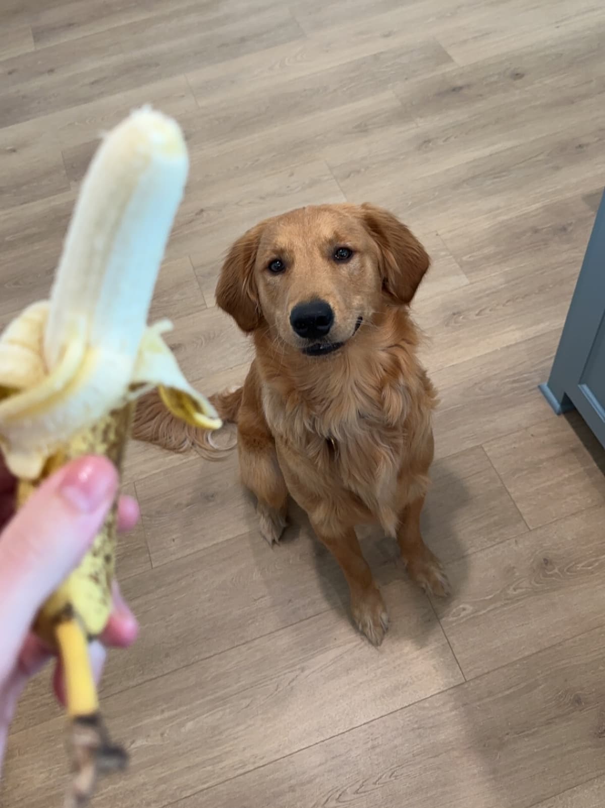 Golden retriever with banana