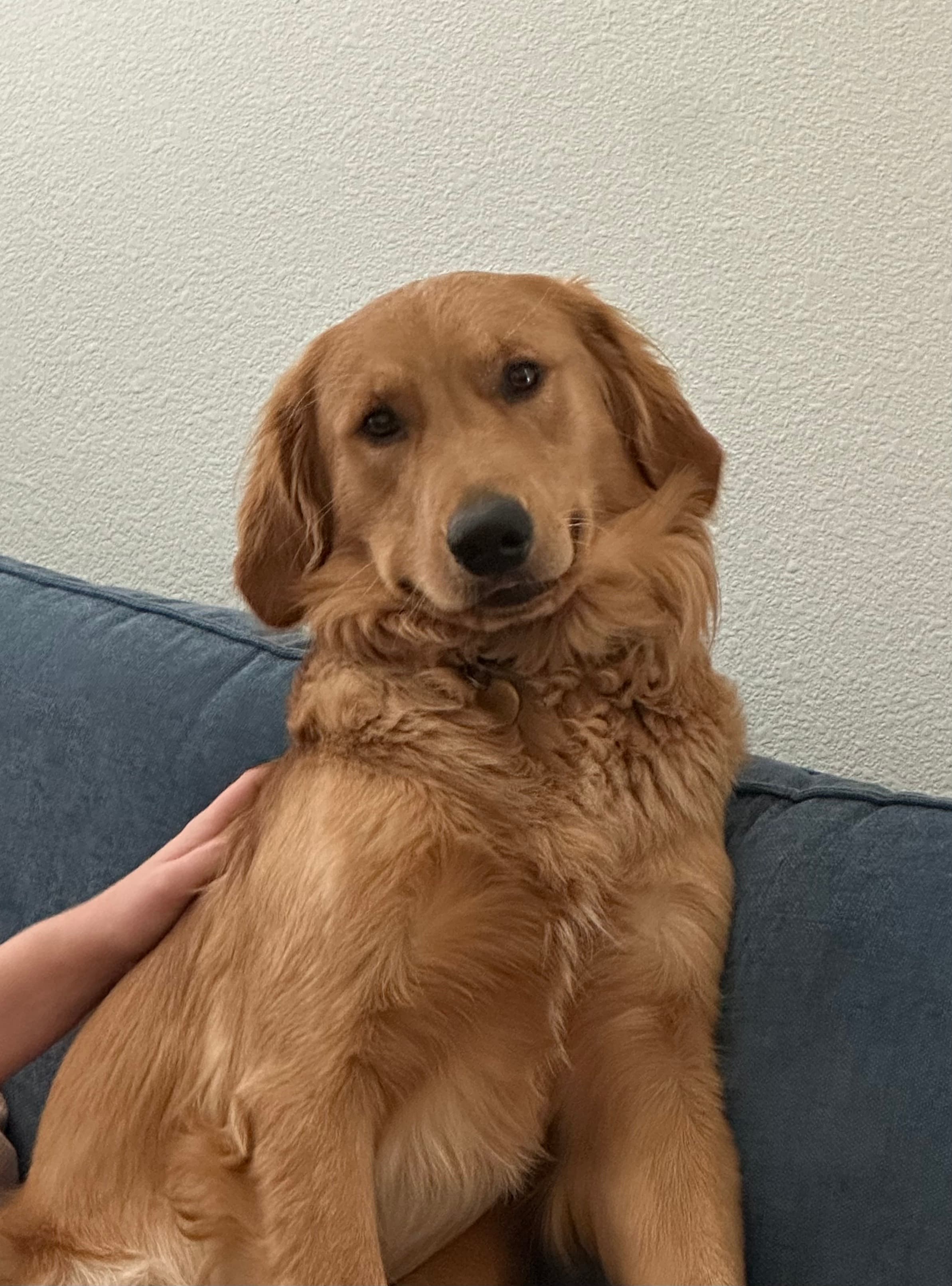 Golden retriever sitting