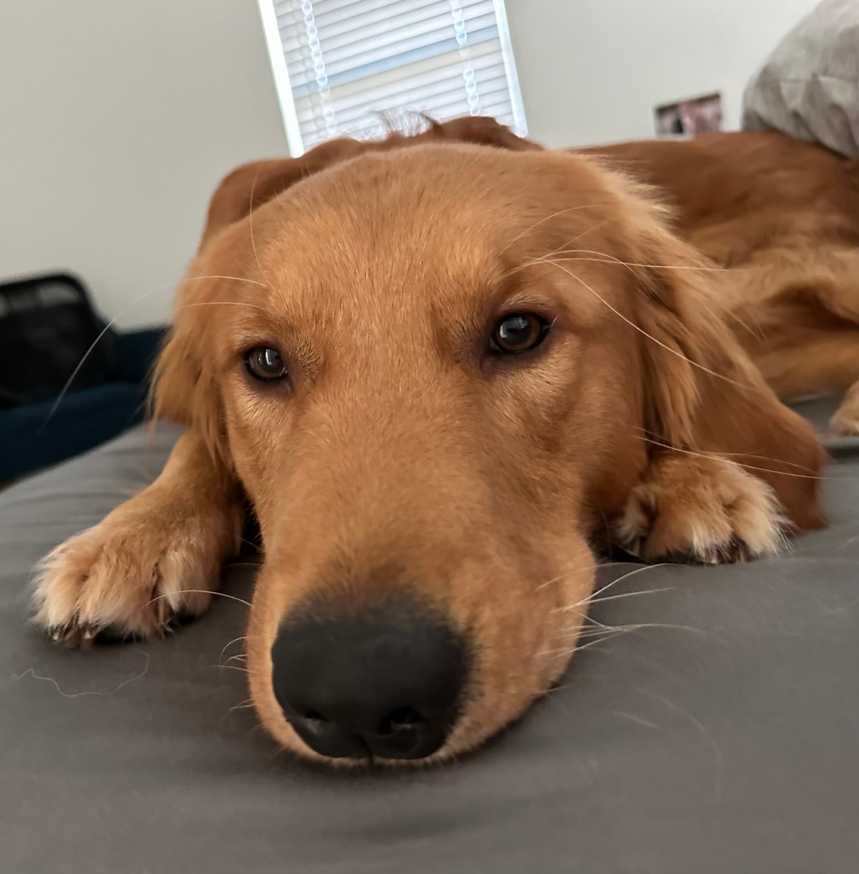 Golden retriever laying down